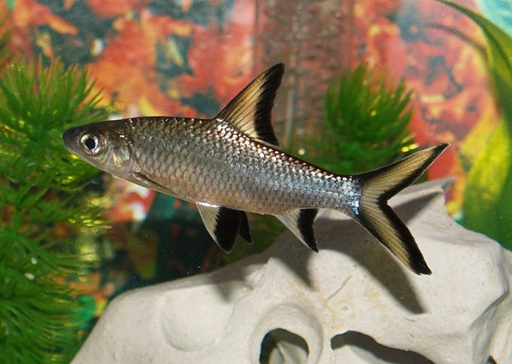 Акулий бала содержание. Акулий балу цихлиды совместимость. Акулий балу аквариумная рыбка. Акулий бала содержание. Акулий бала содержание.