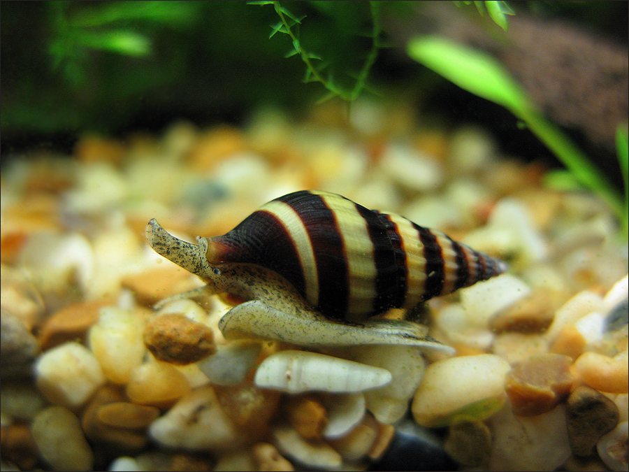 улитки хелены и ампулярии. аквариумная улитка хелена. хелена улитка в аквариуме. аквариумная улитка хелена. хелены в аквариуме.
